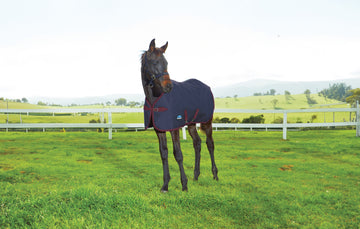 WeatherBeeta 1200D Foal Standard Neck Turnout - Navy / Burgundy (220g)